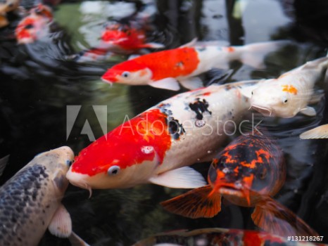 Picture of The beautiful koi fish in pond in the garden
